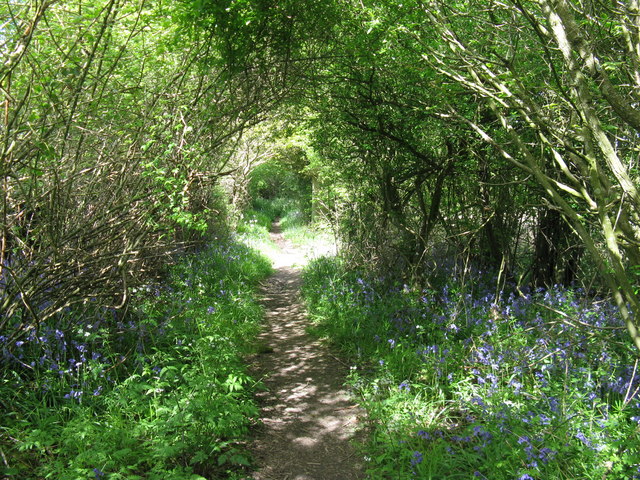 Wooded Path, David Spicer, 2009 (Source: Wikimedia Commons)