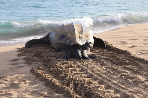 Leatherback turtle returning to the sea (Photo credit Ocean Spirits, www.oceanspirits.com) 