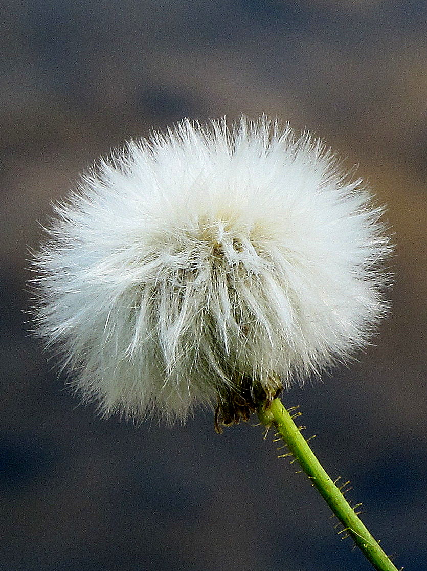 Photo of dandelion