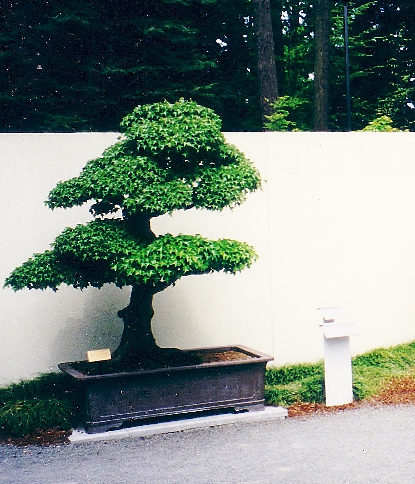 Photo of a bonsai tree
