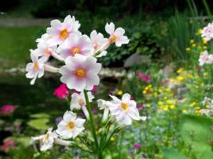 Primroses in Alex's garden (Photo: Allyson Latta)