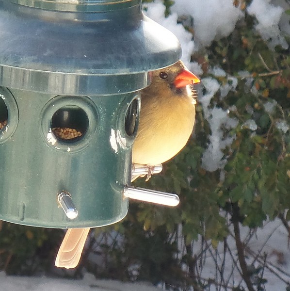 bird-at-feeder-coy-rev2