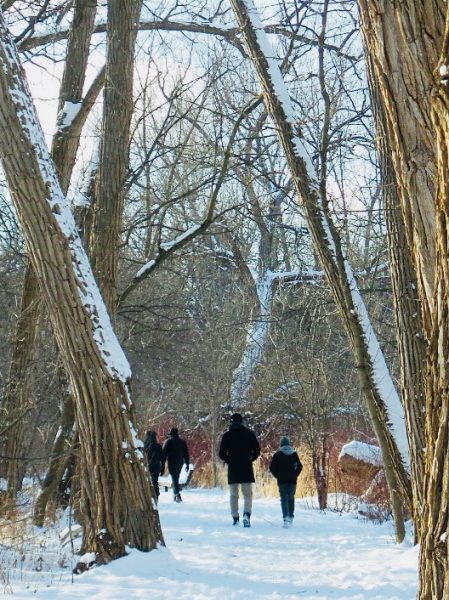 A photo of hikers in a snowy wood, taken from behind