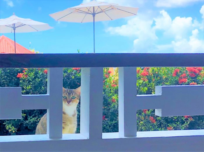 Photo of a cat peering through a railing